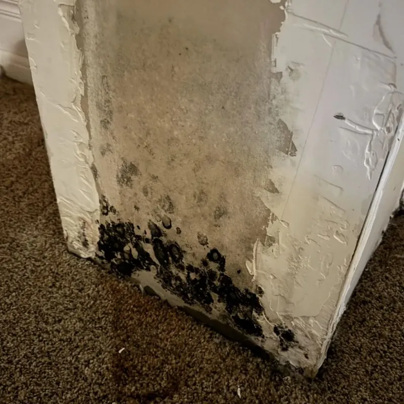 Professional Mold Removal in Brookfield, MO